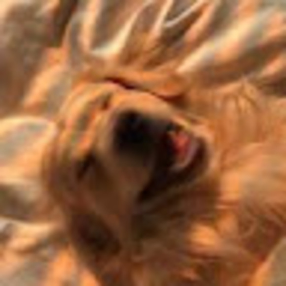 Meet your Posher, Mia - Picture 1 of 1